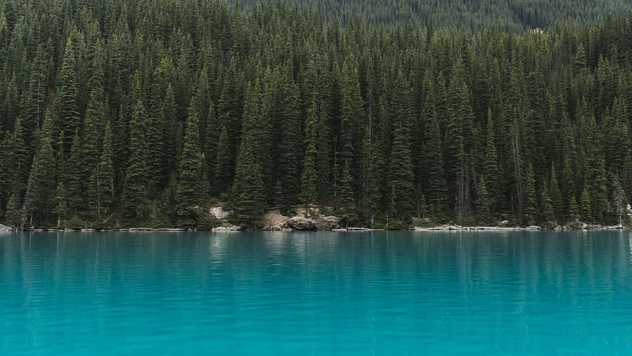 conifer, daylight, evergreen, forest, idyllic, lake, landscape HD wallpaper