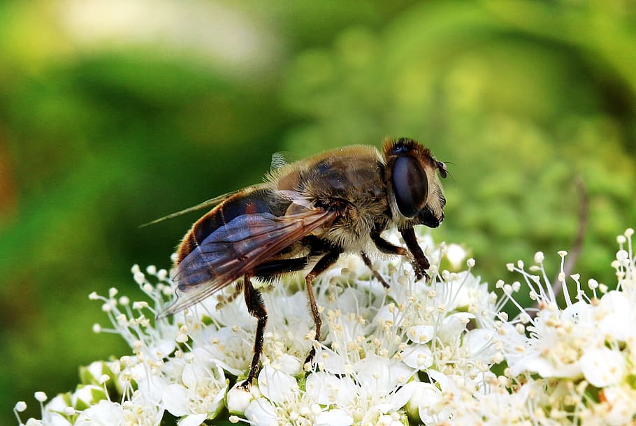 Mist, Bee, Eristalis Tenax, Hover Fly, mist bee, translucent bee-keilfleckschwebfliege HD wallpaper