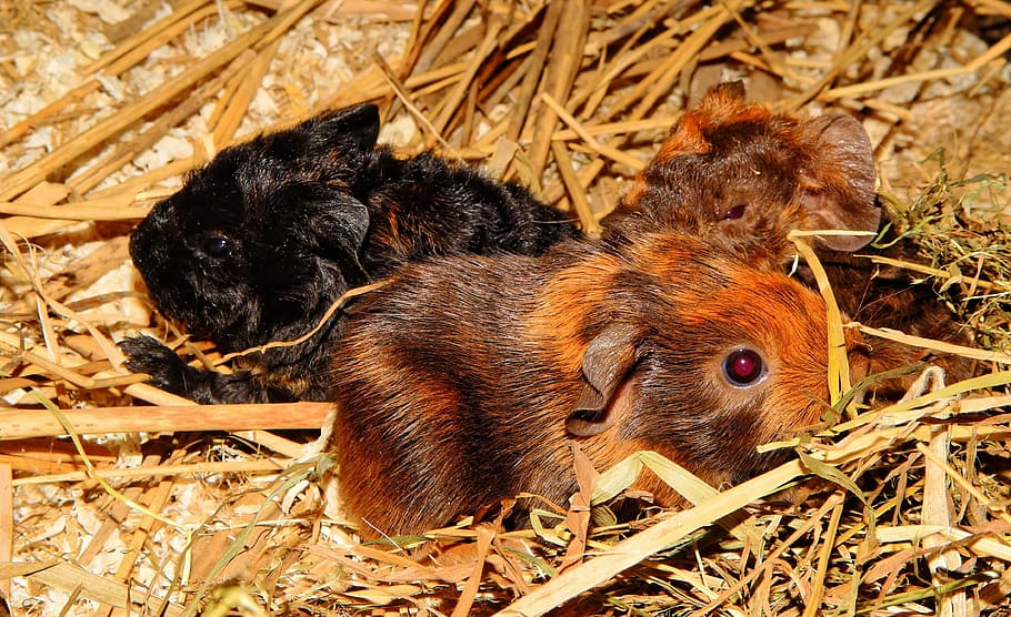 guinea pig, young animals, half a day old, nager, rodent, cute, HD wallpaper