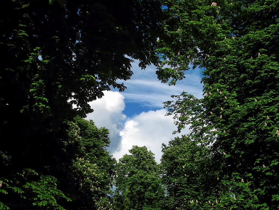 green leaf trees under blue sky, park, heaven, window, gate HD wallpaper