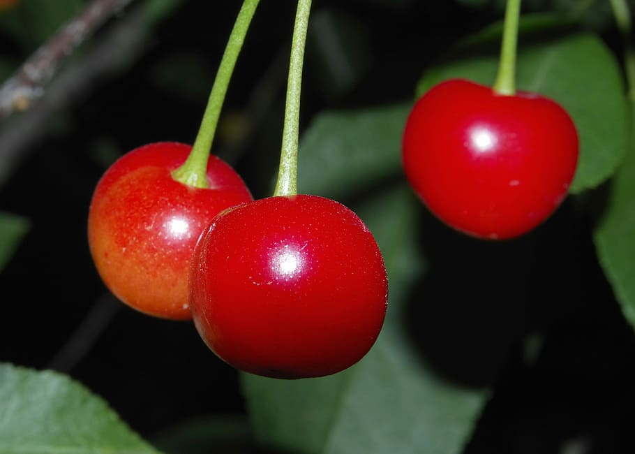 Cherry, Cherries, Fruit, Lean, Fresh, red, balls, nature, health HD wallpaper