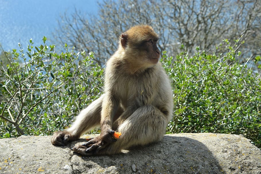 barbary ape, monkey rock, gibraltar, primate, animal wildlife HD wallpaper