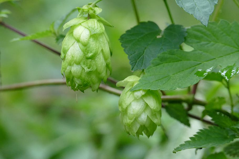 nature, hops, green, leaf, plant part, growth, green color HD wallpaper