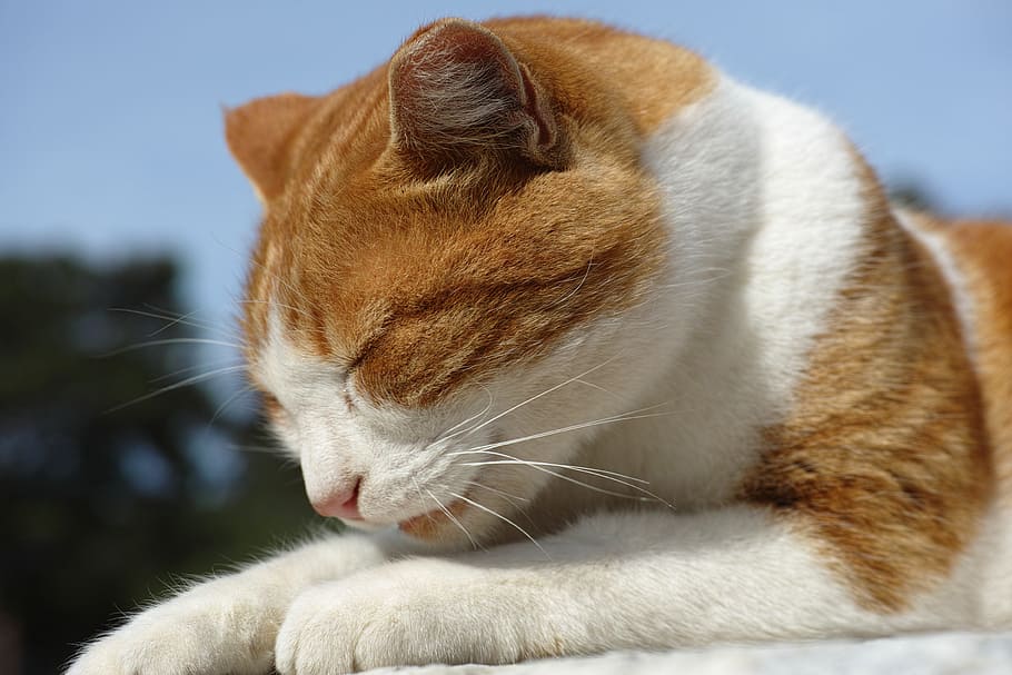 cat, sleep, paw, animals, expectant, puppies, yellow, tired HD wallpaper