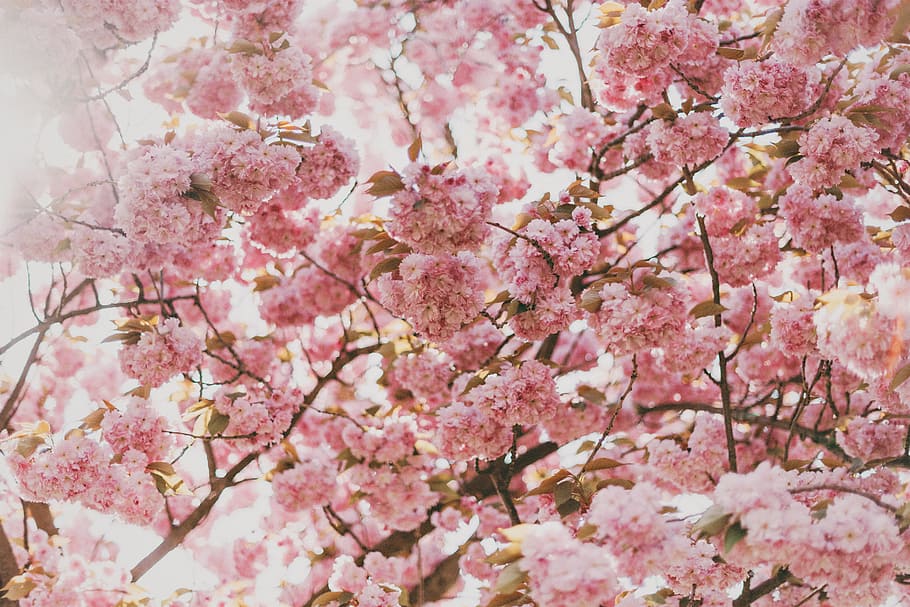 pink, blossoms, flowers, trees, branches, beauty, flowering plant HD wallpaper
