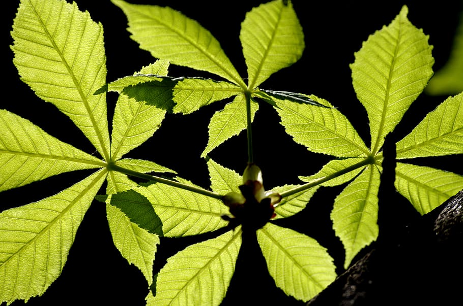 leaves, chestnut tree, spring, buckeye, deciduous tree, foliage HD wallpaper
