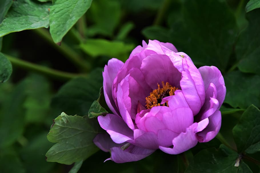 Peony, Flowers, Spring, desktop background, color, nature, petal HD wallpaper