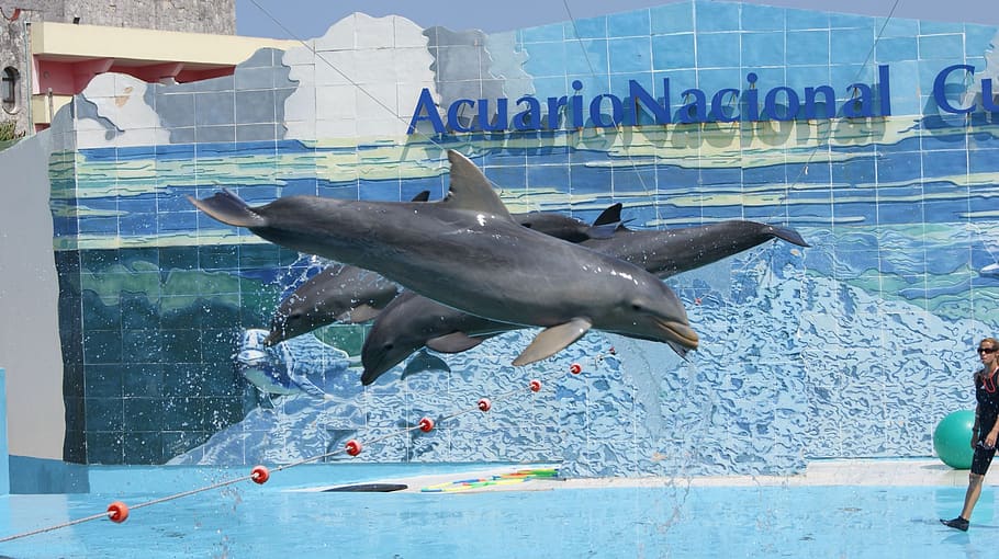 laser dolphin show aquarium