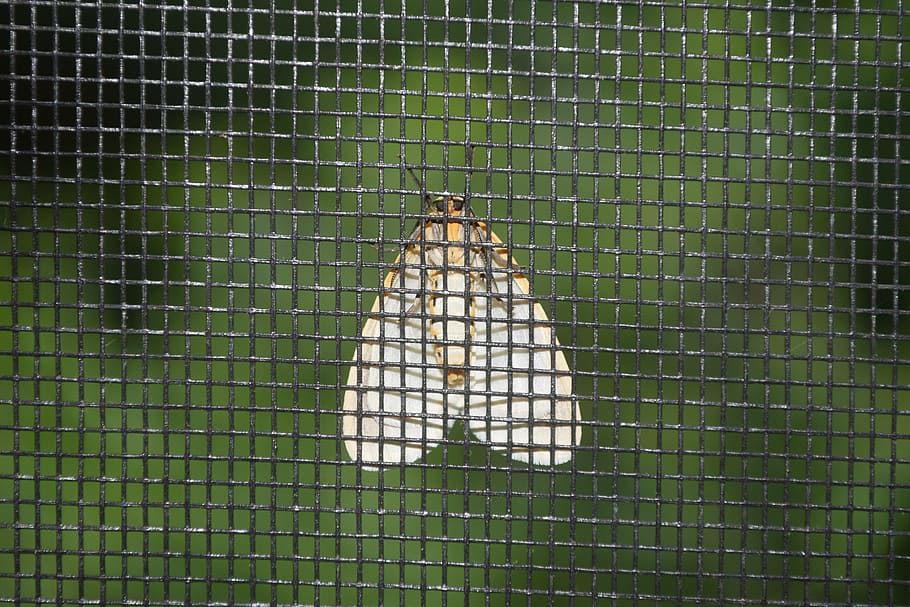 moth, screen, green, light, bug, wings, design, 3d, backdrop HD wallpaper