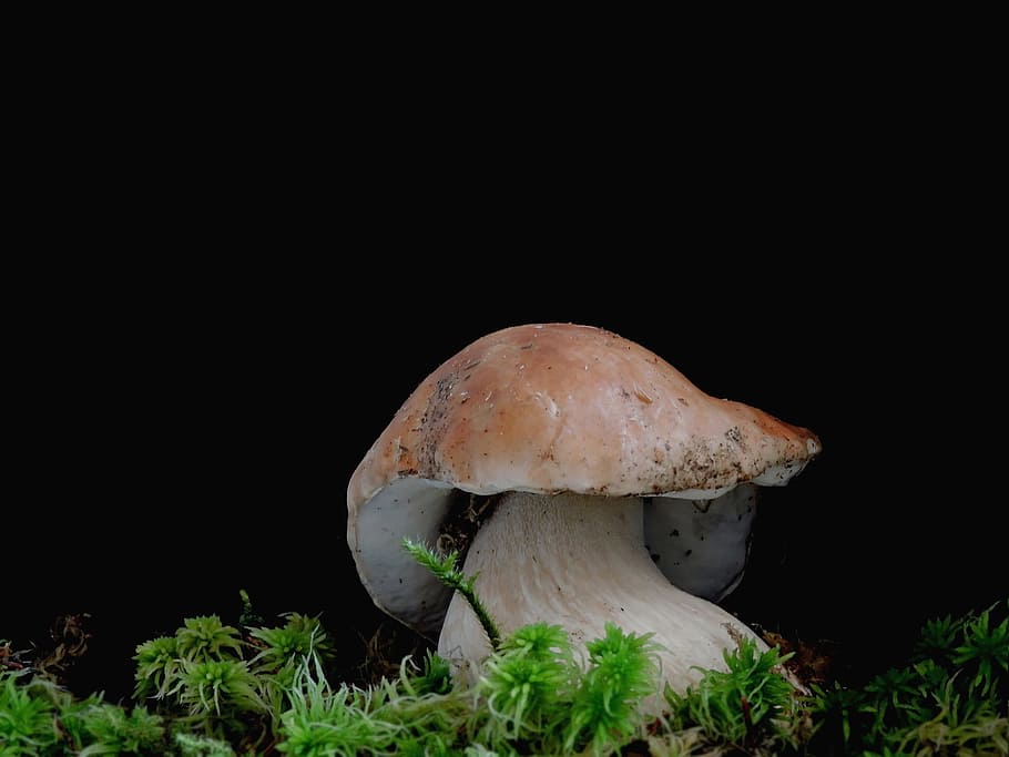 cep, mushroom, dickröhrling, black background, studio shot