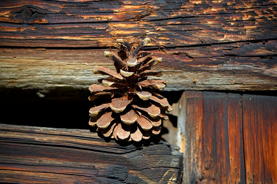 pine cones, wood, brown, wood - material, pattern, no people HD wallpaper