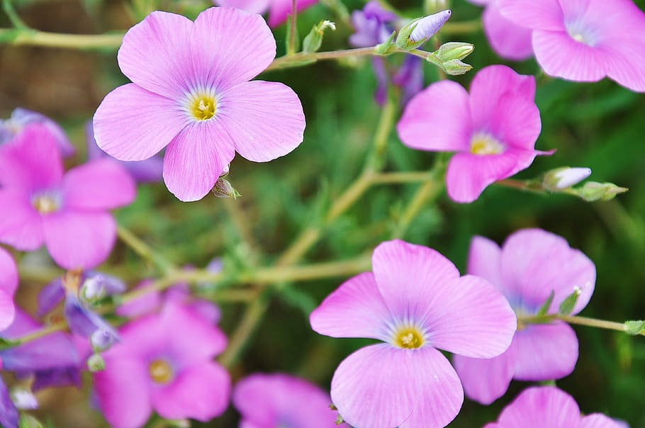 flower, spring, spring flowers, nature, flowering plant, freshness HD wallpaper