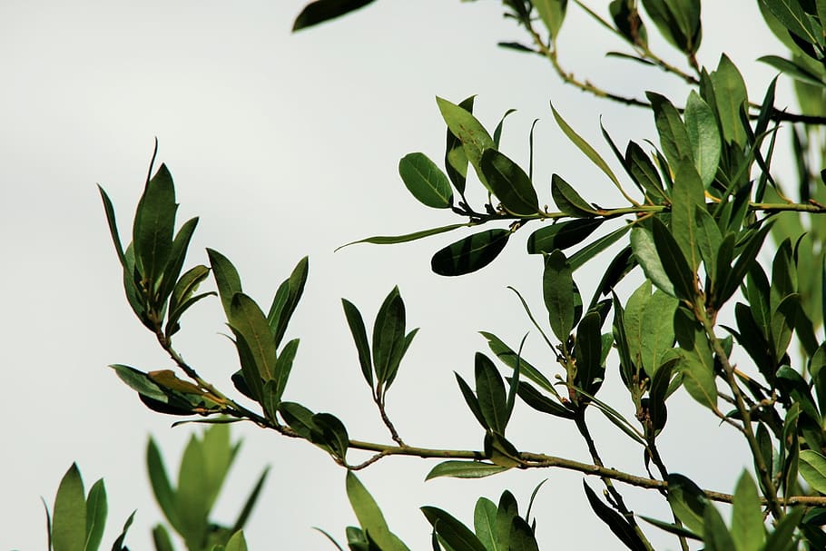 green leafed tree, sky, cloud, white, bay leaf, weather, cloudscape HD wallpaper