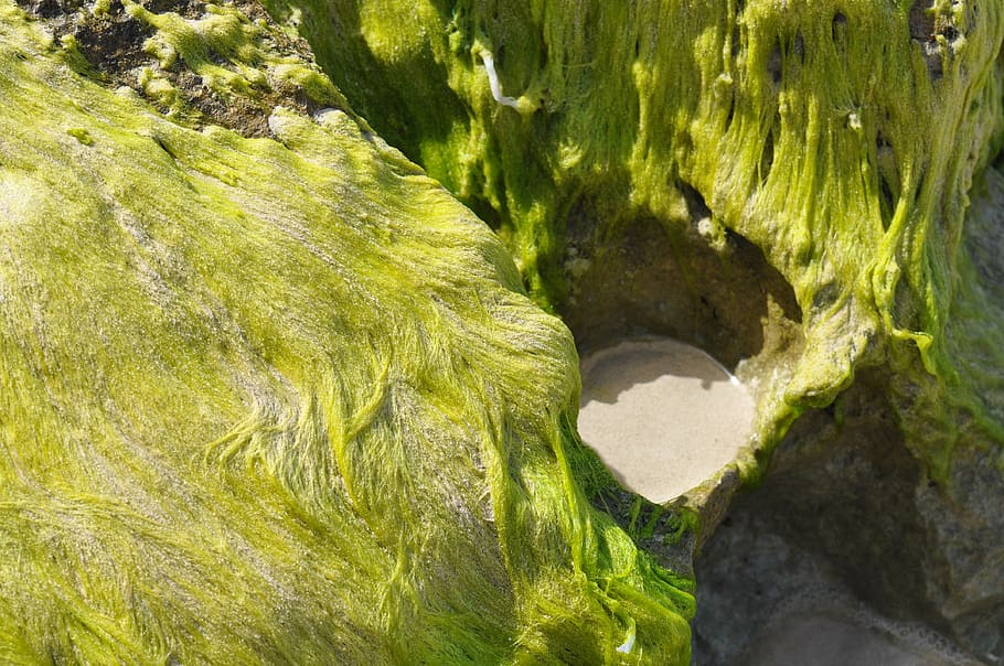 seagrass, cliffs, sand, green, plant, nature, beauty in nature HD wallpaper