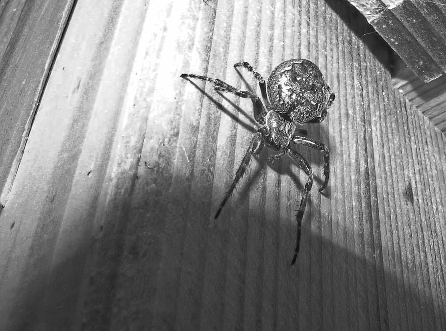 spider, animals, wildlife, invertebrate, insect, animal themes HD wallpaper