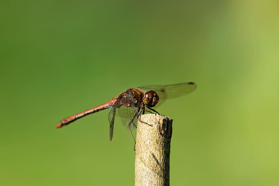 dragonfly, insect, branch, nature, flight insect, wing, animals HD wallpaper