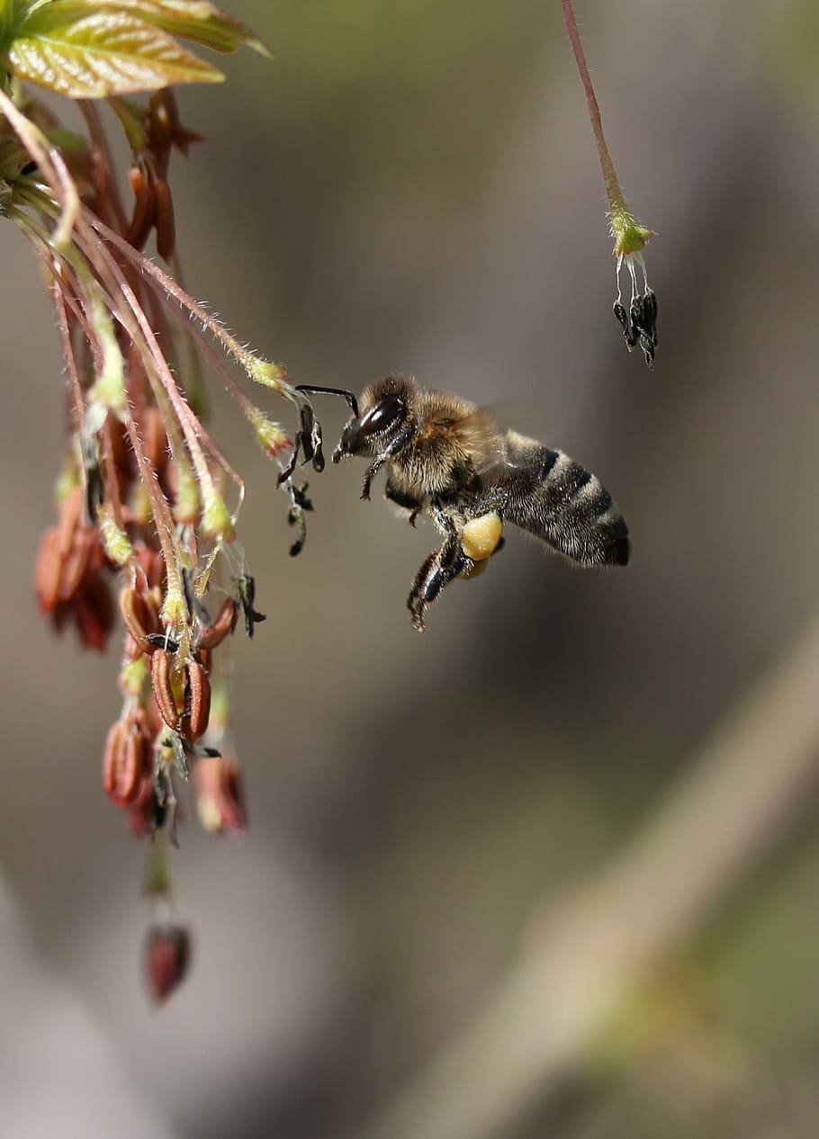 bee, flight, pollination, insecta, nature, spring, animal themes HD wallpaper