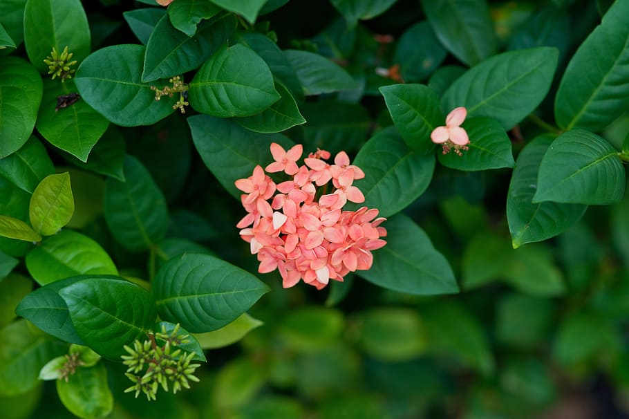 nature, flowers, plants, leaf, plant part, flowering plant HD wallpaper
