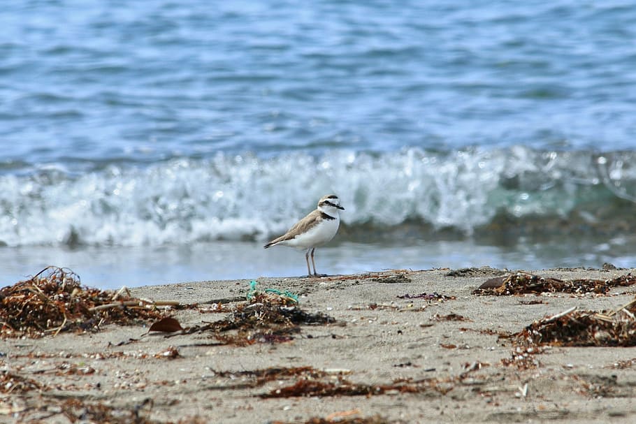 animal, sea, beach, wave, little bird, the list, wild birds HD wallpaper