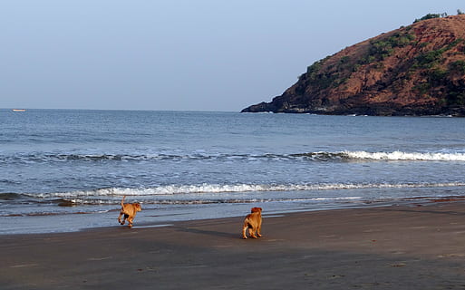 puppy, beach, sand, playing, pet, dog, animal, canine, cute HD wallpaper