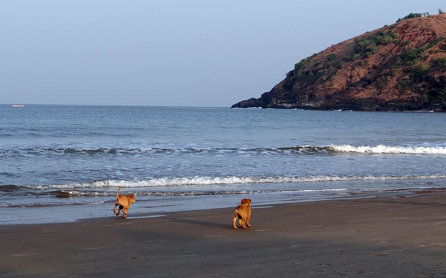 puppy, beach, sand, playing, pet, dog, animal, canine, cute HD wallpaper