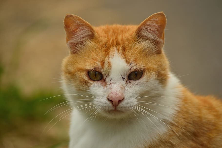 Cat, Blond, Ginger, Animal, Pet, homeless, domestic cat, one animal HD wallpaper