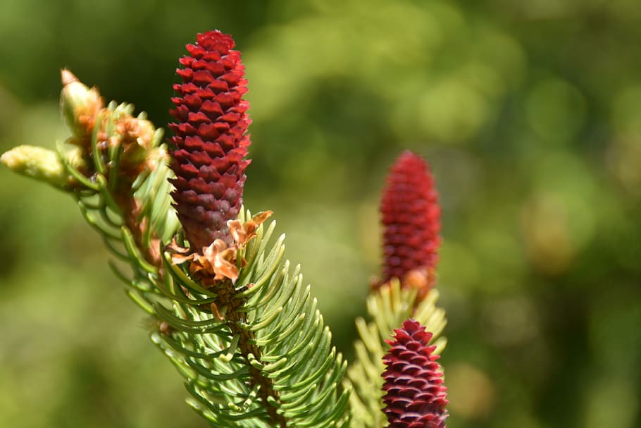 macro photography of red pine cone, tap, pine cones, spring HD wallpaper