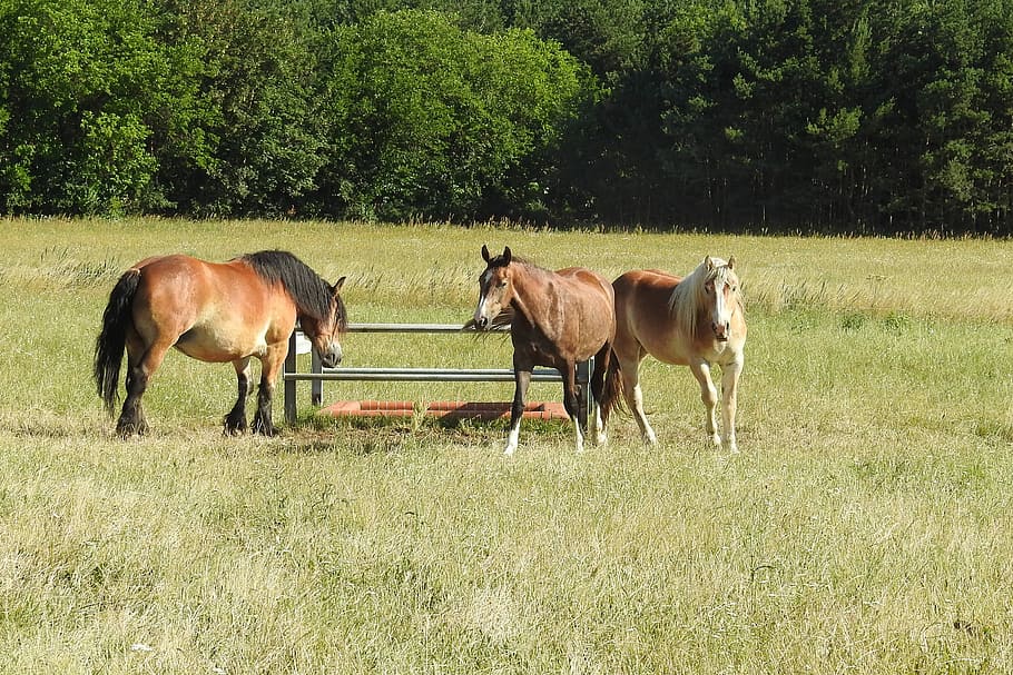 Horses, Pasture, Paddock, Graze, Meadow, wildlife photography HD wallpaper