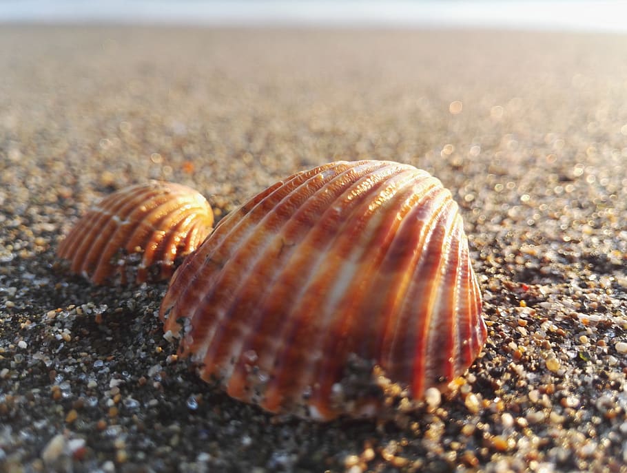 shell, exoskeleton, sand, costa, animal wildlife, animal themes HD wallpaper