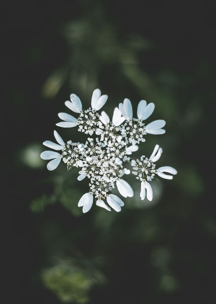 selective focus photography of white petaled flower, bokeh photography of white flowers, HD wallpaper