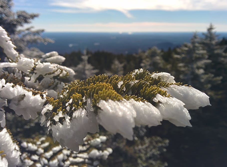 Tree, Snow, Cold, Pine, Outdoor, Forest, frozen, one animal HD wallpaper