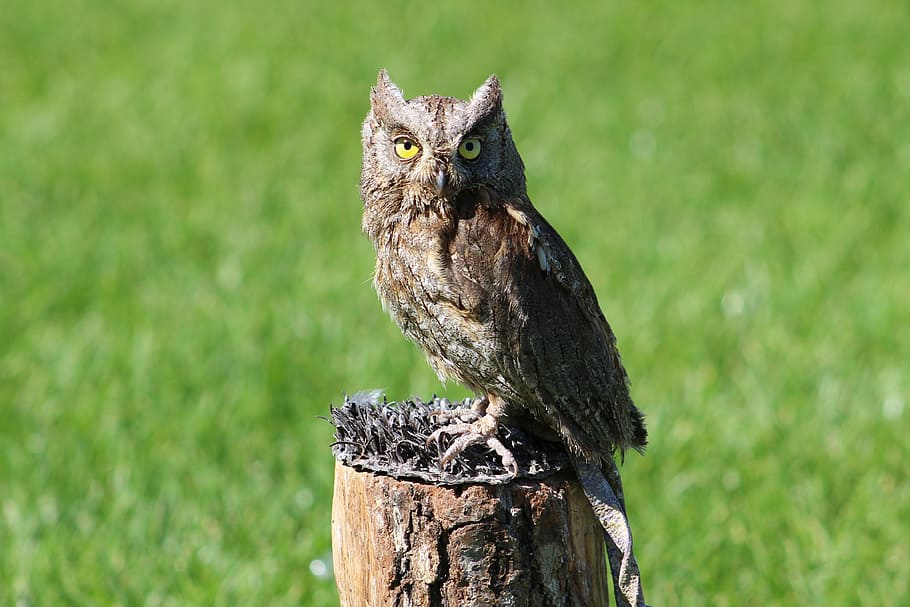 selective focus photo of brown owl perching on brown trunk HD wallpaper