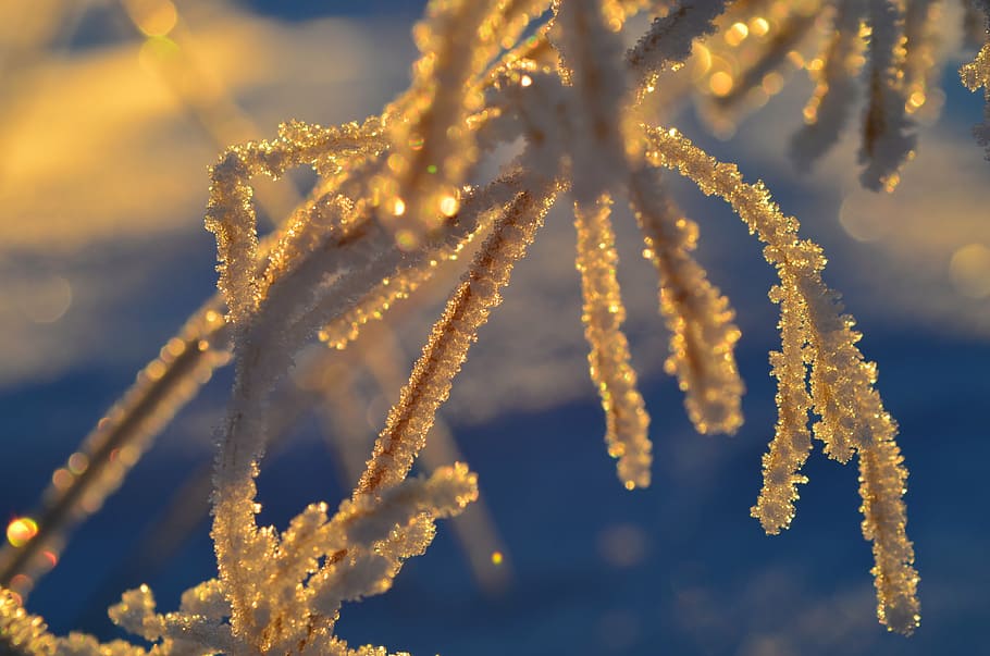 frost, cold, snow, winter, white, snowy, ice, landscapes, isformation HD wallpaper