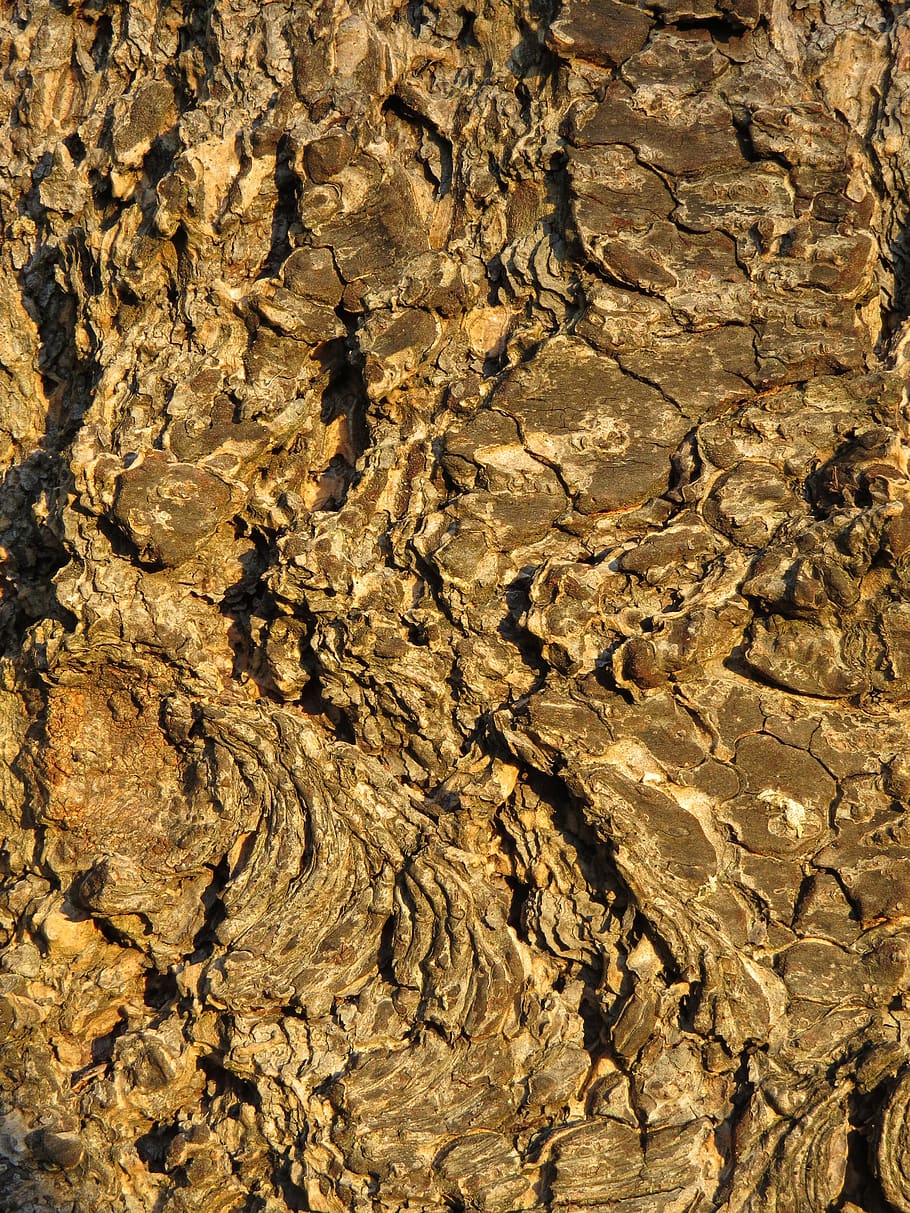 wood, bark, nature, tree, structure, log, tree bark, pattern HD wallpaper