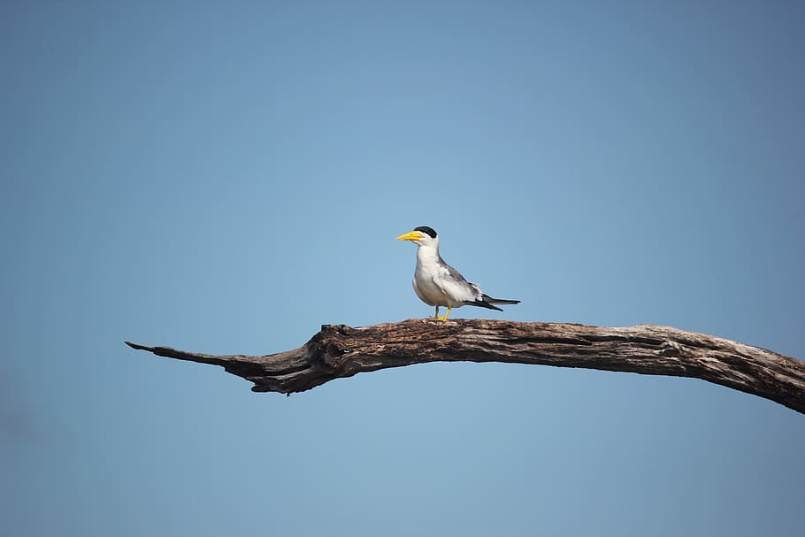 ave, blue sky, bird, animals, tree, branch, vertebrate, animals in the wild HD wallpaper