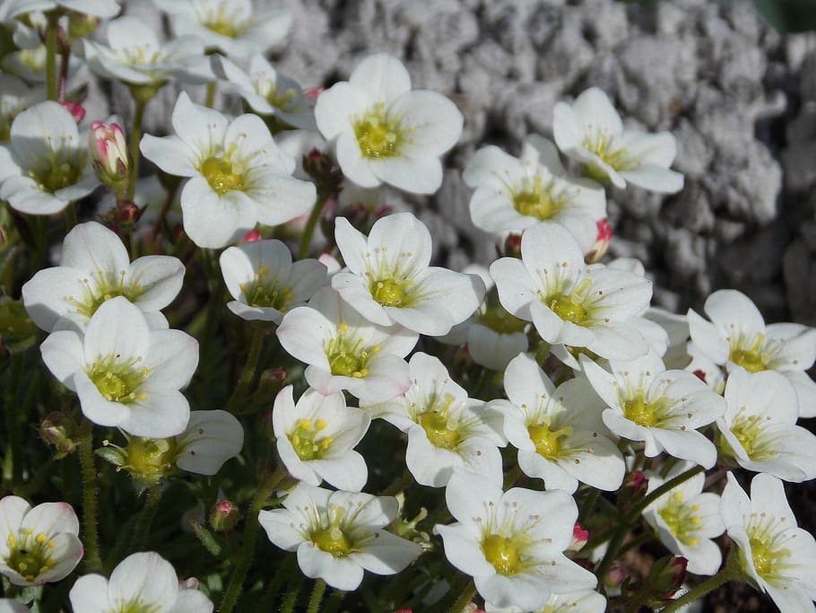 flower, spring, sun, beautiful, flowering plant, beauty in nature HD wallpaper