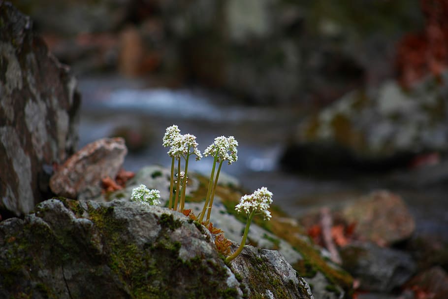 close-up photo of white petaled flowers, nature, outdoors, leaf HD wallpaper