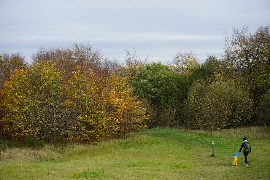 tree, landscape, nature, grass, plant, sky, real people, beauty in nature HD wallpaper