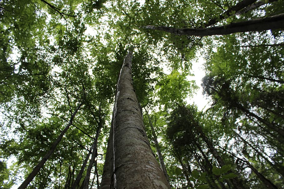 Tree, Crown, Log, Green, Forest, Nature, frisch, air, sky, treetop HD wallpaper
