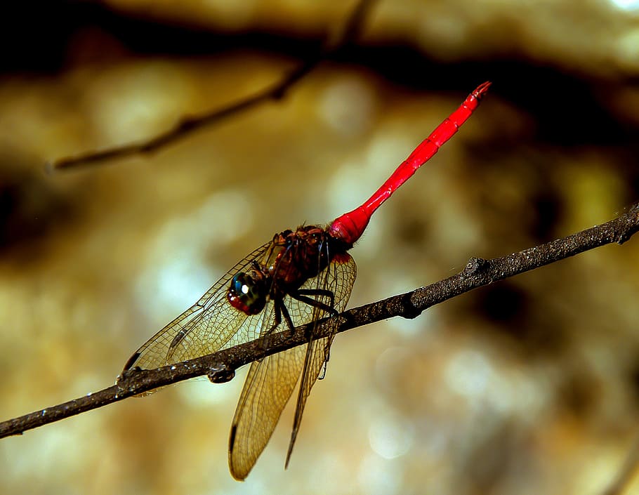 dragonfly, insect, red, black, wings, lacy, resting, twig, queensland HD wallpaper