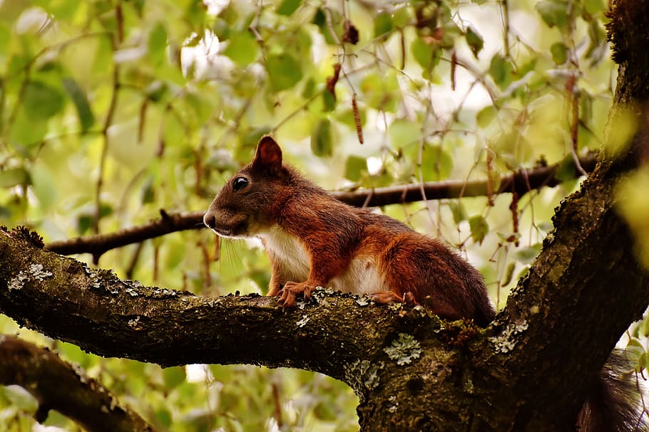 red squirrel on tree during daytime, Nager, Cute, Nature, Rodent, HD wallpaper