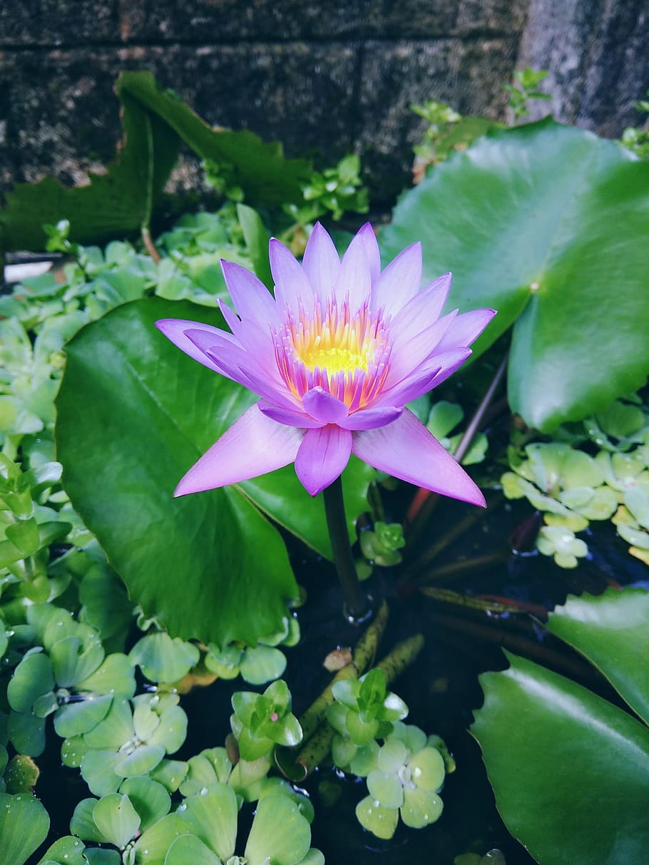 flower, flora, nature, leaf, pool, flowering plant, freshness HD wallpaper