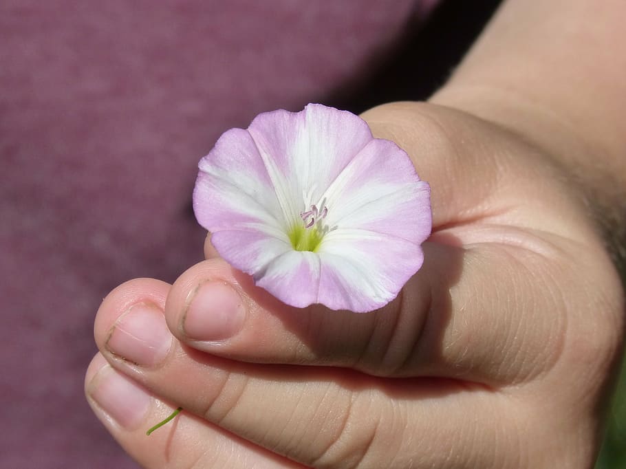 flower, bell, campanula, hand, child, tenderness, human hand HD wallpaper