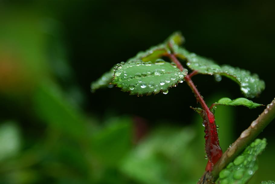 macro, wet, leaf, plant, close-up, green color, growth, no people HD wallpaper