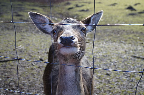 Caught, Captivity, Enclosure, Fenced, imprisoned, roe deer HD wallpaper
