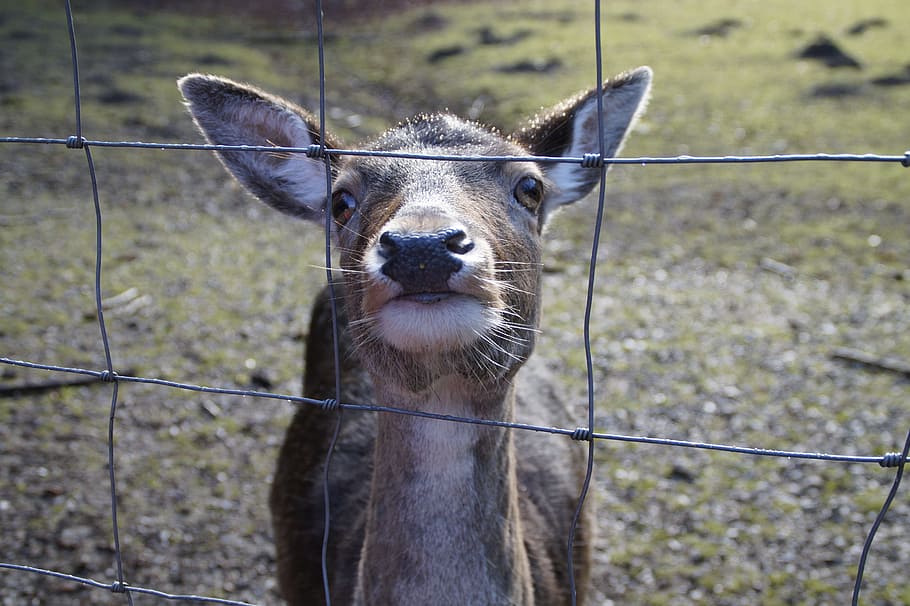 Caught, Captivity, Enclosure, Fenced, imprisoned, roe deer HD wallpaper