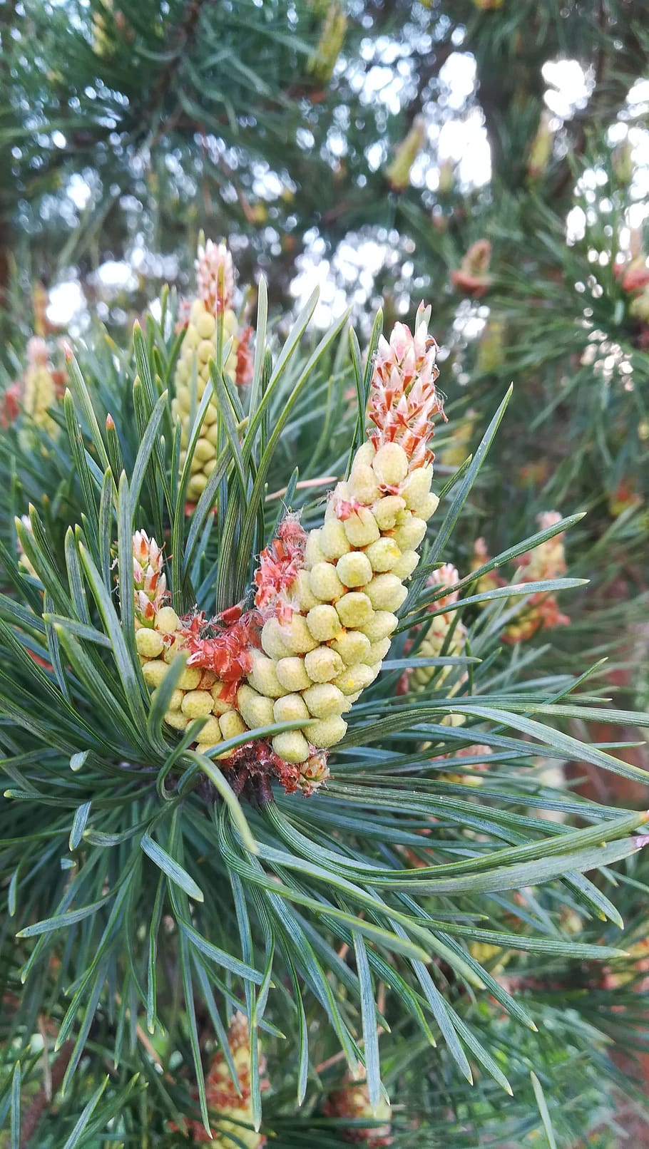 pine cone, needles, spring, nature, tree, forest, no one, growth HD wallpaper