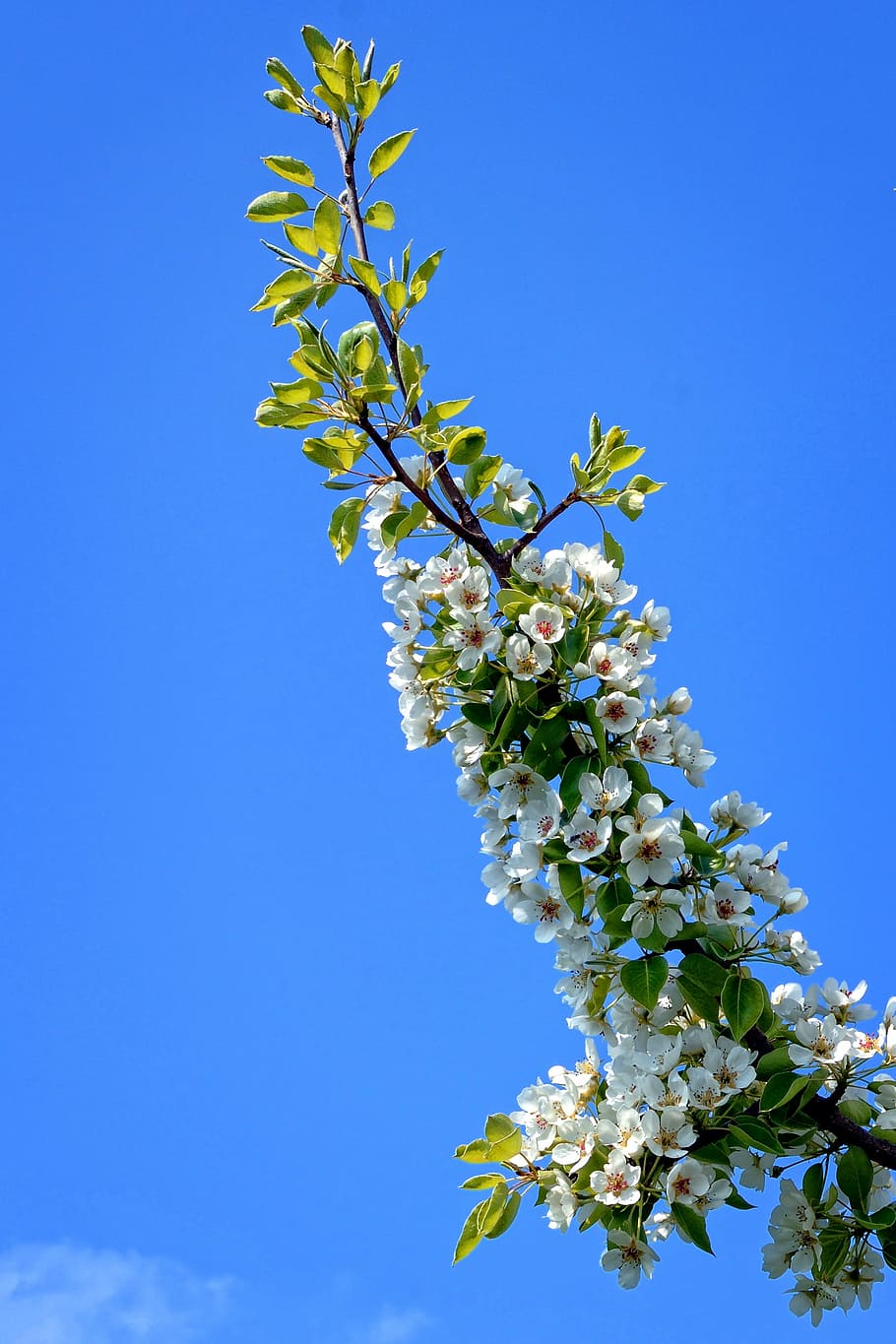 branch, blossom, bloom, spring, white, garden, nature, apple blossom HD wallpaper