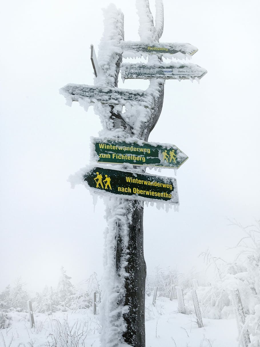 Winter, Snow, Away, Directory, Shield, trees, forest, backcountry skiiing HD wallpaper