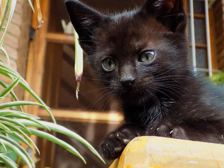 cat, black, pet, kitten, observing, animal themes, one animal HD wallpaper